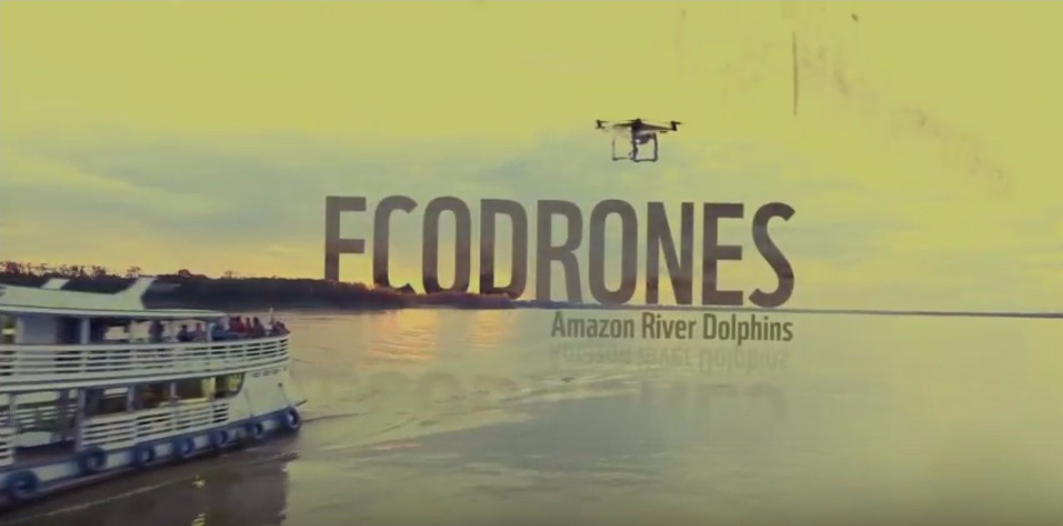 Amazon river dolphins